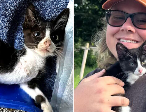 This ‘Tadpole’ Kitten Shouldn’t Have Made it Yet He’s Now Enjoying the Best Life Ever