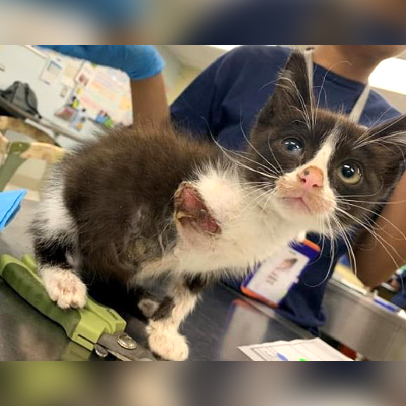 Tadpole the kitten, amputation, leg injury, Happy Tailz Cat Rescue Inc., Britt Lynn, Tampa, Florida, Jay Ryon, Plummer Pet Hospital, Easterseals Florida Camp Challenge, Maggie Denk, amputee, 1, before surgery, 2