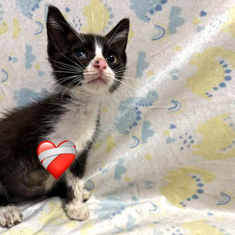 Tadpole the kitten, amputation, leg injury, Happy Tailz Cat Rescue Inc., Britt Lynn, Tampa, Florida, Jay Ryon, Plummer Pet Hospital, Easterseals Florida Camp Challenge, Maggie Denk, amputee, 1, before surgery, 3