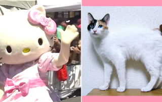 Hello Kitty, Little Girl from London suburbs, Sanrio, cartoon cat, Japanese Kawaii, Japanese Bobtail cat, Kitty White, Mimmy, Dear Daniel, University of Hawaii anthropology professor, Christine Yano, human, anthropomorphic cat, 50th anniversary