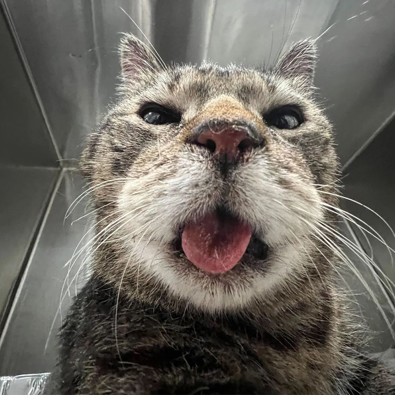 Christina Ha, Meow Parlour, New York, Jack, senior cat, 11-year-old kitty saved from the city shelter, tongue hangs out, 20-pound senior kitty, enlarged heart, tongue hanging out