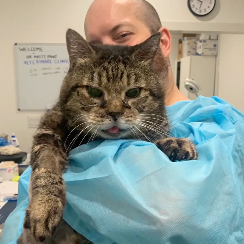 Christina Ha, Meow Parlour, New York, senior cat, 11-year-old kitty saved from the city shelter, tongue hangs out, 20-pound senior kitty, enlarged heart, 1