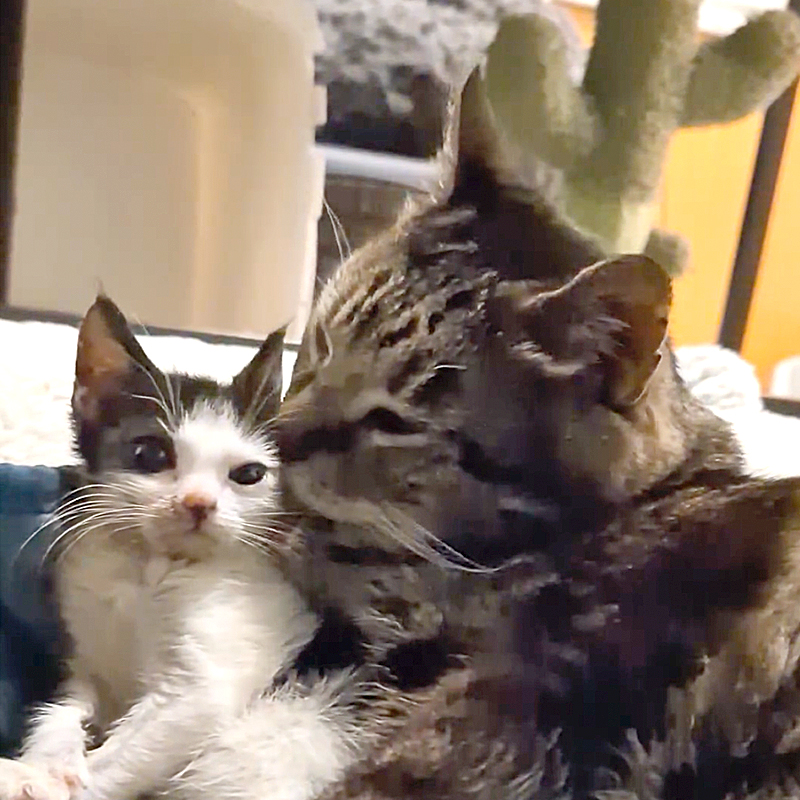 Christina Ha, Meow Parlour, New York, senior cat, 11-year-old kitty saved from the city shelter, tongue hangs out, 20-pound senior kitty, enlarged heart, with Pinto the kitten