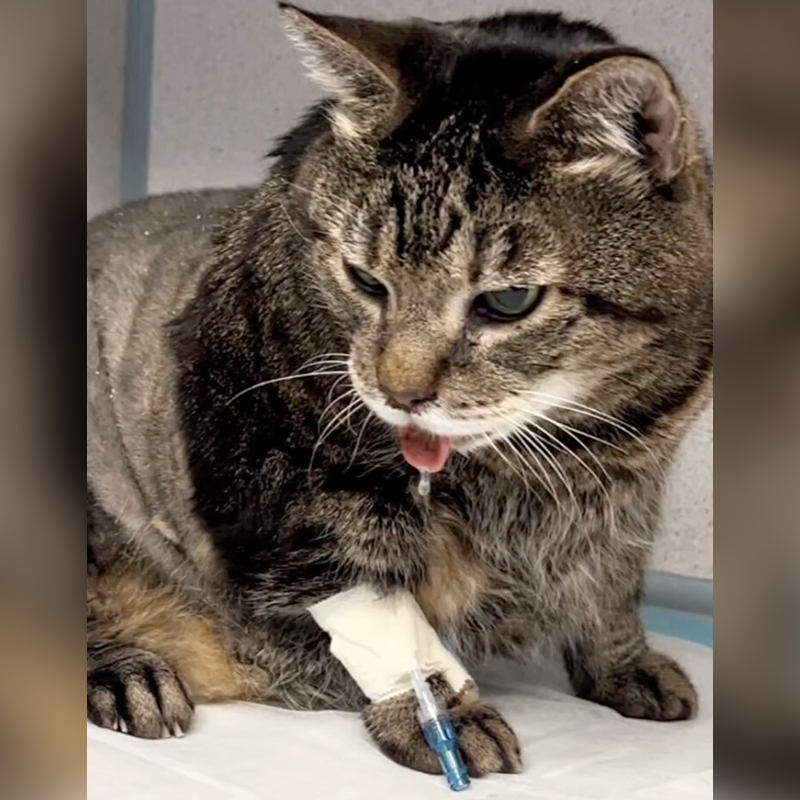 Christina Ha, Meow Parlour, New York, senior cat, 11-year-old kitty saved from the city shelter, tongue hangs out, 20-pound senior kitty, enlarged heart, with IV in the vet's office