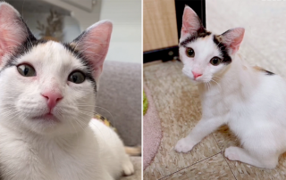 kitten Rescue Life, Amanda Hodder, San Diego, California, rescued kitten named Joan Mitchell, artist, most affectionate kitten ever waits for weeks for a home, adoption center, Petsmart Escondido,