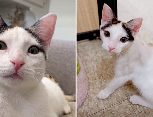 Rescuer’s Theory for Why Lovable Cats Like Joan Wait for Weeks to Find Their Home