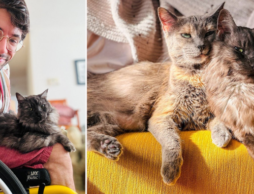 Adoring Cats Make Dad Feel Like the ‘Ultimate Chosen One’ Whenever He Uses a Wheelchair