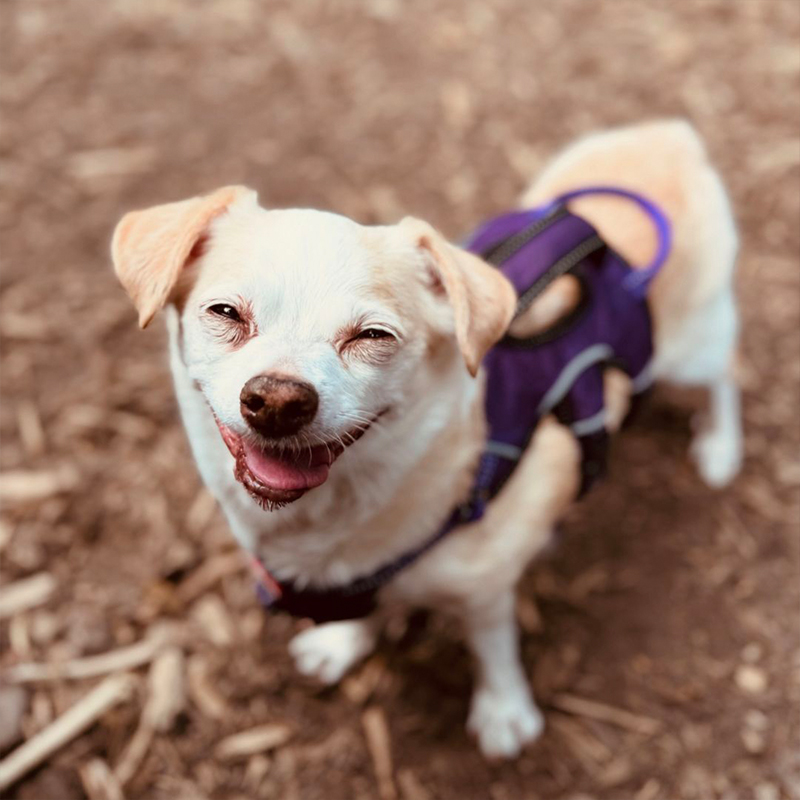 Joseph Kibler and his wife Carey Cox, Disabilities, Cerebral Palsy, HIV, Ehlers-Danlos Syndrome, Walk On documentary, Toulouse and Harpo, Yoda, Molly, New York, chosen one, Yoda