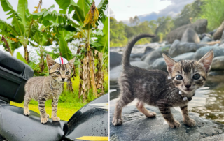 Tropical Russian, Katya, Costa Rica, Sirena the tabby kitten, Pacuare River, RV life, adventure cat, adventures living in a shipping container, Van life, tiny homes, moto bike, environmental science