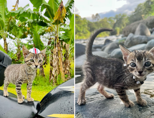 Adventurer in Costa Rica Finds Cutest Kitten Travel Companion Waiting By a River