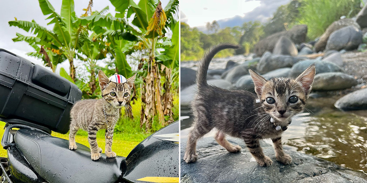 Tropical Russian, Katya, Costa Rica, Sirena the tabby kitten, Pacuare River, RV life, adventure cat, adventures living in a shipping container, Van life, tiny homes, moto bike, environmental science