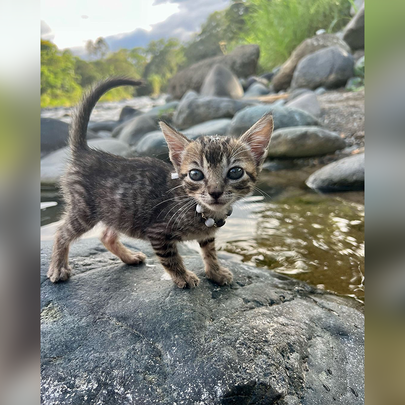 Tropical Russian, Katya, Costa Rica, Sirena the tabby kitten, Pacuare River, RV life, adventure cat, adventures living in a shipping container, Van life, tiny homes, moto bike, environmental science, by the river