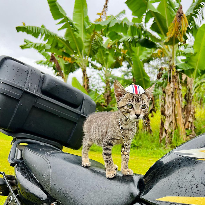 Tropical Russian, Katya, Costa Rica, Sirena the tabby kitten, Pacuare River, RV life, adventure cat, adventures living in a shipping container, Van life, tiny homes, moto bike, environmental science, kitten wears a helmet on a motorbike