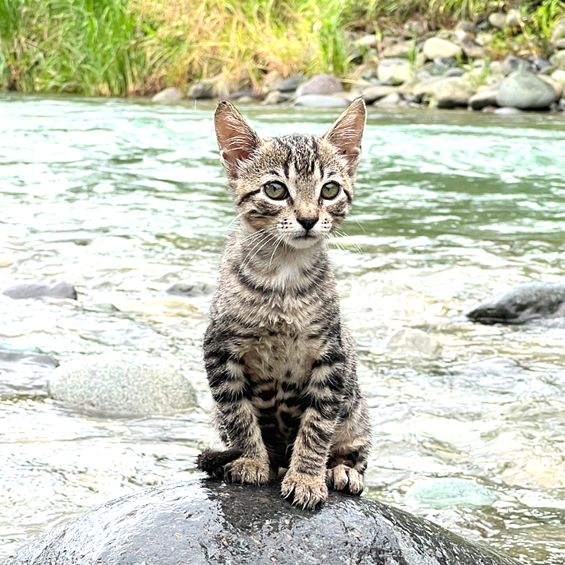 Tropical Russian, Katya, Costa Rica, tabby kitten, Pacuare River, RV life, adventure cat, adventures living in a shipping container, Van life, tiny homes, moto bike, environmental science, kitten on a river rock