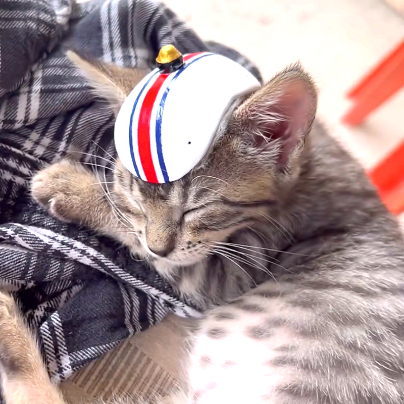 Tropical Russian, Katya, Costa Rica, Sirena the tabby kitten, Pacuare River, RV life, adventure cat, adventures living in a shipping container, Van life, tiny homes, moto bike, environmental science, tiny helmet made from a coconut