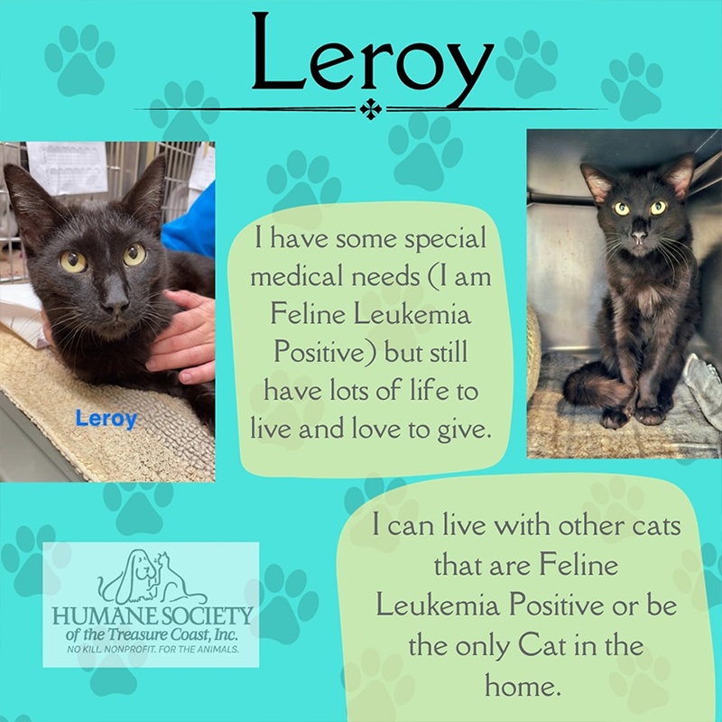 Brandy Weinand, Humane Society of the Treasure Coast,  Palm City, Florida, Leroy the black cat, FeLV+ cats, Feline Leukemia Virus, FIV, Feline Immunodeficiency Virus, 500 days in shelter, shelter post about Leroy