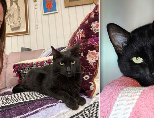 ‘Angel’ Walks into Humane Society and Asks to Adopt FeLV+ Cat Leroy Who Waited Over 500 Days