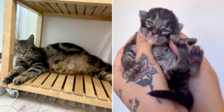 Bjärred, Sweden, Manda Malina, Honey, pregnant cat, pop star, mama cat ready to pop, large cat litter, 12 kittens, world record, tabby cats, fostering kittens, Elena Heuzé, LGBTQ