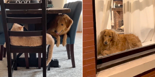 Maple and Waffles, The Golden Breakfast Club, Kansas City, Missouri, cats and dogs, Golden Reteiver Maple Believes she's a cat, Dilute orange tabby cat Waffles, dog thinks she's a cat, dog raised with cats, Laura and Ryan, Spare Human