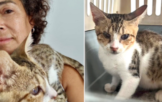 Rodri the cat, partially blind cat, Alyssa Kopp and her mother, Mary Gomes Kopp, Greek island of Crete, Rescuers, diemiezwohnung, cats.of.lefka.ori_, Chania, Aegean Airlines, Athens, CNN, search for missing cat