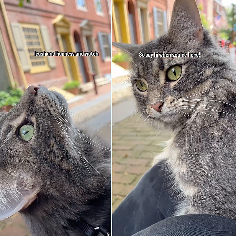 Efreth's Alley, Philadelphia, Miso the cat, Philadelphia, cobblestone, Bedford Minuteman Flag, cat greets visitors and tourists in Philly, Betsy Ross House, Liberty Bell, Miso outside on her harness, 1