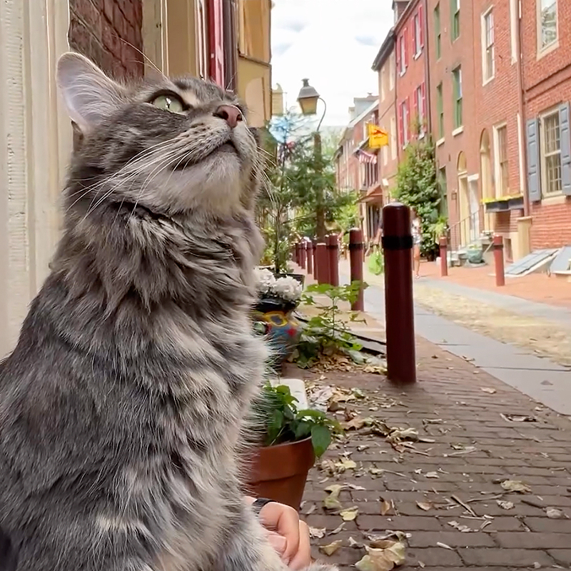 Efreth's Alley, Philadelphia, Miso the cat, Philadelphia, cobblestone, Bedford Minuteman Flag, cat greets visitors and tourists in Philly, Betsy Ross House, Liberty Bell, Miso outside on the street