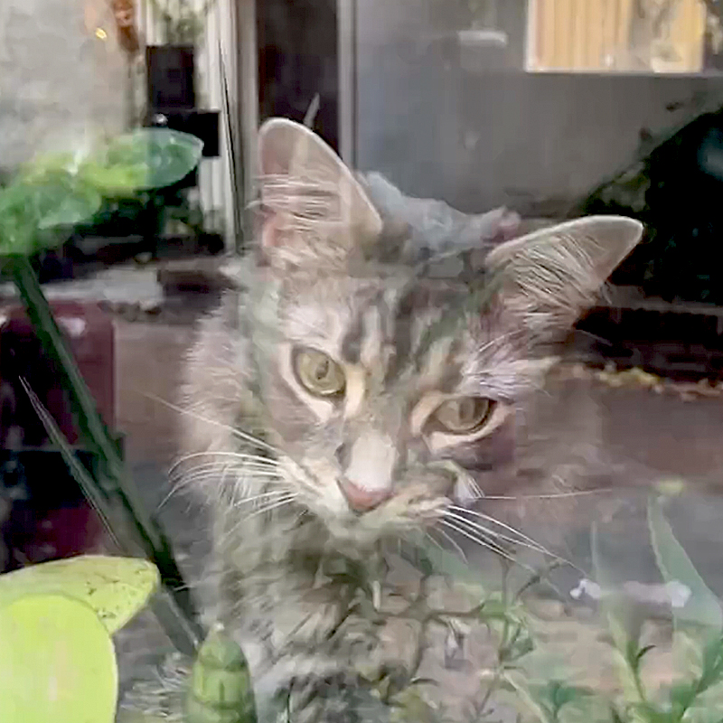 Efreth's Alley, Philadelphia, Miso the cat, Philadelphia, cobblestone, Bedford Minuteman Flag, cat greets visitors and tourists in Philly, Betsy Ross House, Liberty Bell, window cat 2