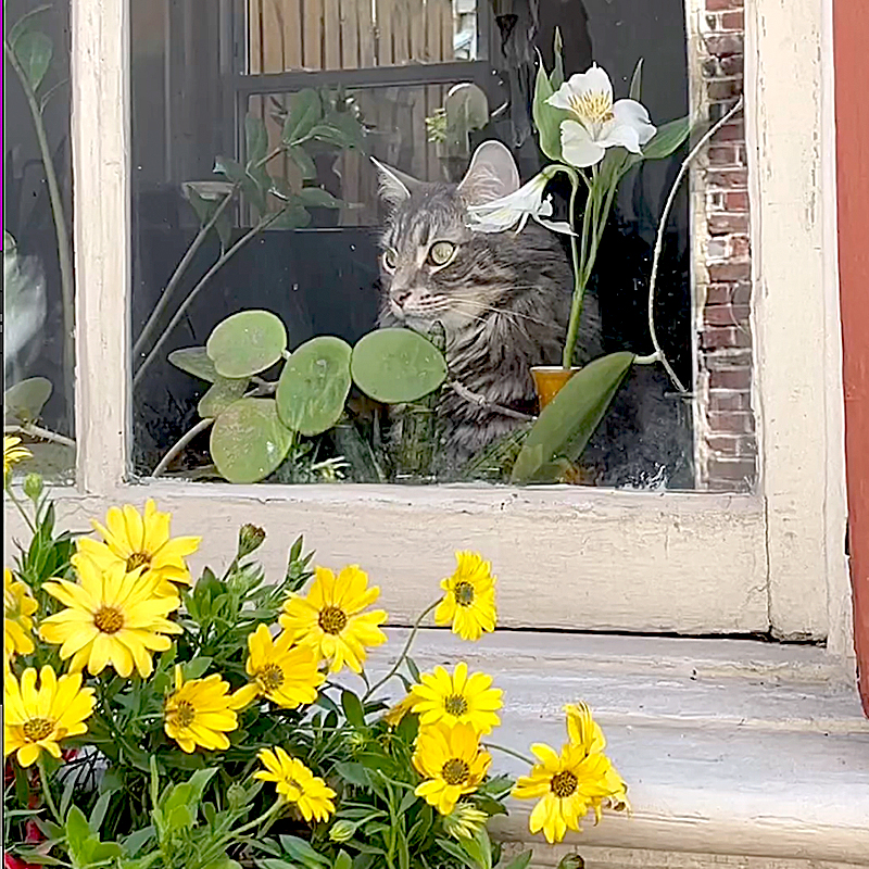 Efreth's Alley, Philadelphia, Miso the cat, Philadelphia, cobblestone, Bedford Minuteman Flag, cat greets visitors and tourists in Philly, Betsy Ross House, Liberty Bell, window cat