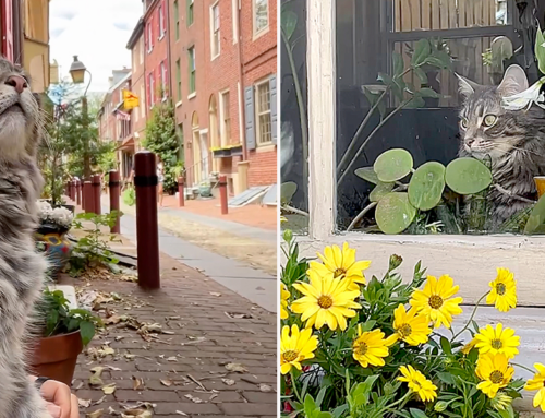 Friendly House Cat is Drawing Visitors to One of America’s Oldest Streets