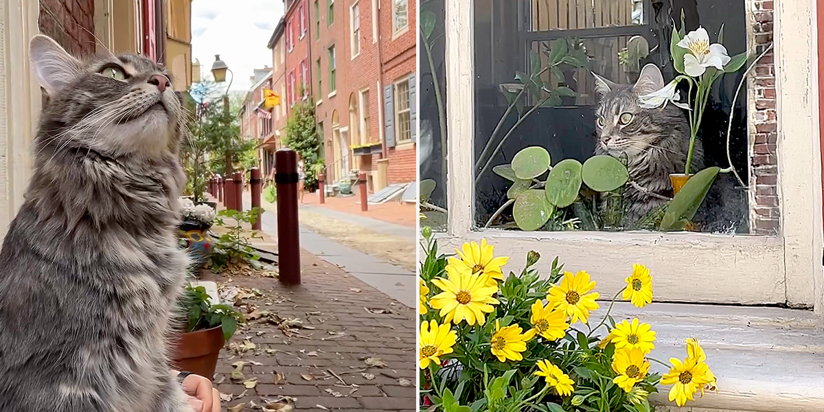 Efreth's Alley, Philadelphia, Miso the cat, Philadelphia, cobblestone, Bedford Minuteman Flag, cat greets visitors and tourists in Philly, Betsy Ross House, Liberty Bell,