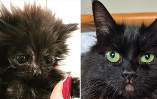 Mojo, Black cat, lost cat, Cats Protection Petersborough, Cambridgeshire, UK, Alison Woodrow, BBC, fostering kitten, Peterborough Telegraph,