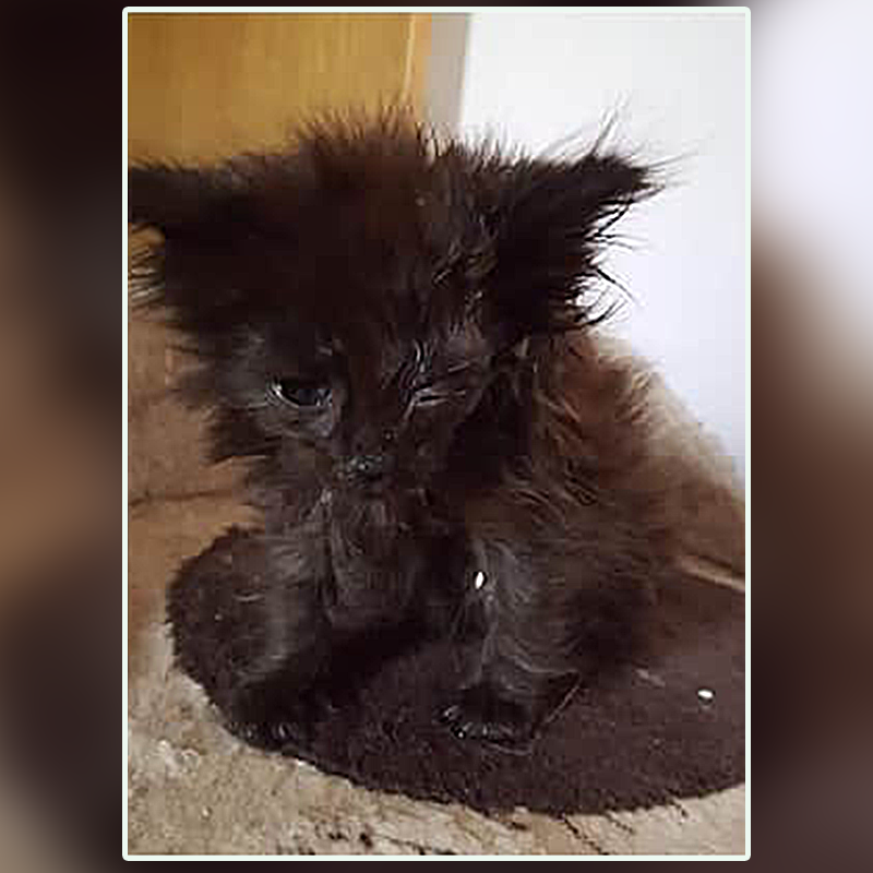 Black cat, lost cat, Cats Protection Petersborough, Cambridgeshire, UK, Alison Woodrow, BBC, fostering kitten, Peterborough Telegraph, 