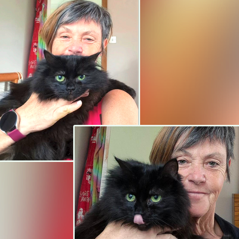 Black cat, lost cat, Cats Protection Petersborough, Cambridgeshire, UK, Alison Woodrow, BBC, fostering kitten, Peterborough Telegraph, 3