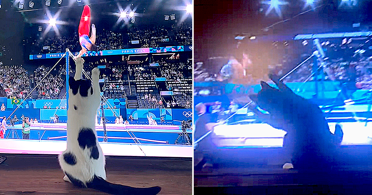 Cats 'Help' Athletes at the Paris Olympics Bring Home the Gold In Their ...