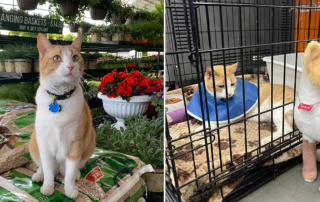Simon the Hardware store cat, Owasso, Oklahoma, Cornerstone Ace Hardware, Skiatook Paws & Claws Animal Rescue, Sapulpa Animal Control, Shop Owasso, manager Katie Davidson, workplace cat, leg injury