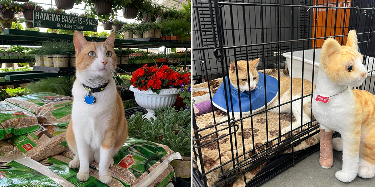 Simon the Hardware store cat, Owasso, Oklahoma, Cornerstone Ace Hardware, Skiatook Paws & Claws Animal Rescue, Sapulpa Animal Control, Shop Owasso, manager Katie Davidson, workplace cat, leg injury