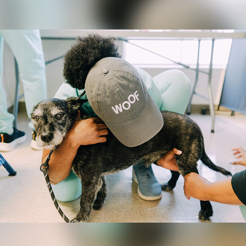 The Store, The Companion Project, Dr. Molly Brinkmann, Ashley Koll, Lemon Collaborative, Nashville, free vet clinic, Vet Store at The Store, free vet services for pets, dog