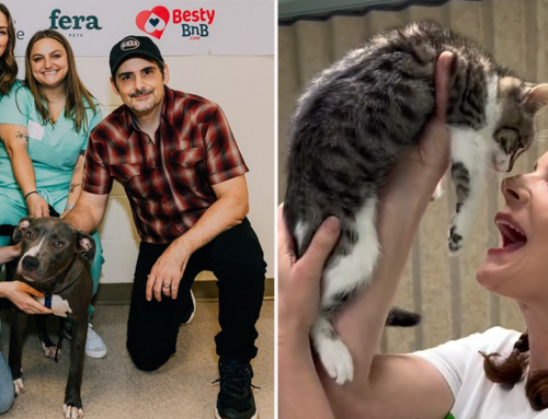 Brad and Kimberly Williams-Paisley Opened a Free Vet Clinic in Nashville and the Example Could Go Nationwide!