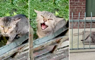 Little Wanderers NYC, Bronx, Protective mother cat, tabby cat near apartment building, people took her kittens, what to do for abandoned kittens, Mama cat, bottle-feeding, neonates,