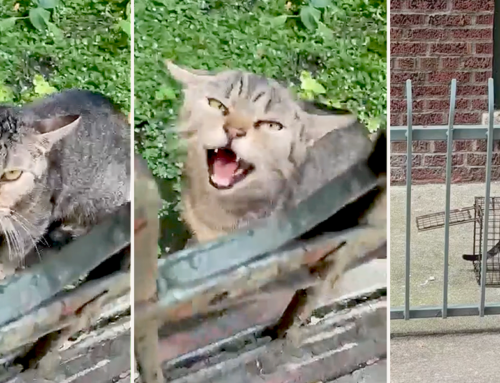 Protective Mother Cat Will Never Grieve Over Stolen Babies Again