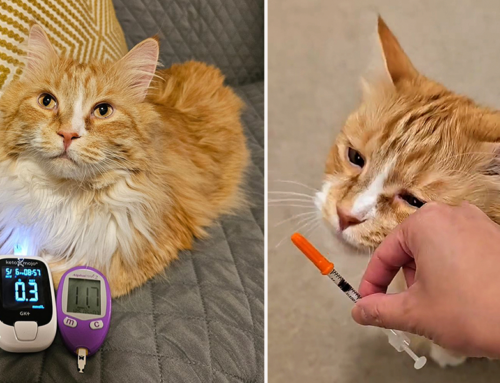 How Rylie, the Diabetic Cat Has a ‘Pawsitive Experience’ with His Daily Care Routine