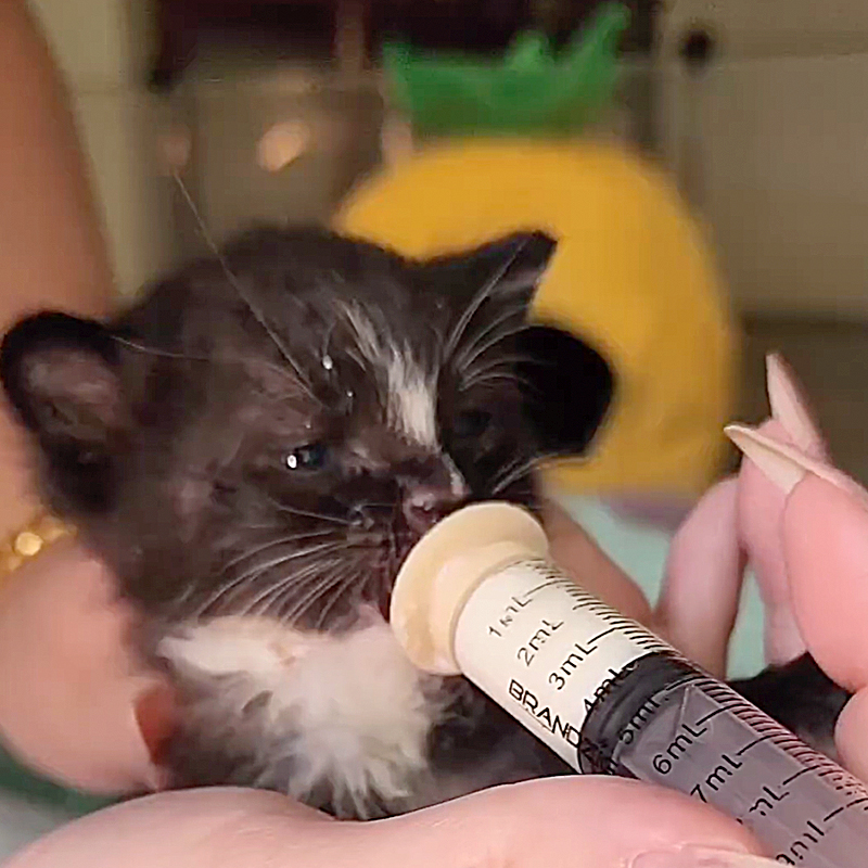 Matthew Lawrence and Jennifer Ngo, The Kitten Foster, Atlanta, Georgia, Sponge, Bob, Square, Pants the Kittens, SpongeBob SquarePants, rescued kittens, bottle babies, neonates, Under the Sea, Patrick, Pineapple Under the Sea, weaning kittens, Sponge bottle baby