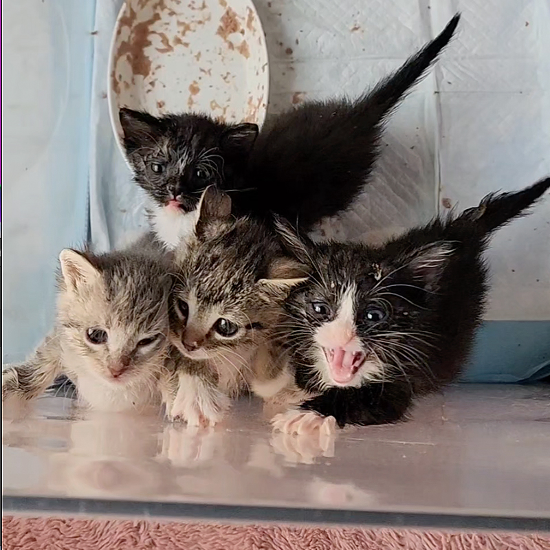 Matthew Lawrence and Jennifer Ngo, The Kitten Foster, Atlanta, Georgia, Sponge, Bob, Square, Pants the Kittens, rescued kittens, bottle babies, neonates, Kittens weaning to wet food make a huge mess