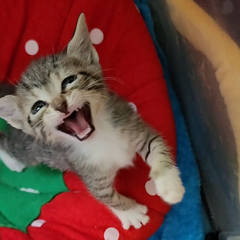 Matthew Lawrence and Jennifer Ngo, The Kitten Foster, Atlanta, Georgia, Sponge, Bob, Square, Pants the Kittens, rescued kittens, bottle babies, neonates, Square protests being in the play area