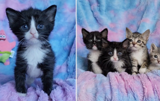 Matthew Lawrence and Jennifer Ngo, The Kitten Foster, Atlanta, Georgia, Sponge, Bob, Square, Pants the Kittens, SpongeBob SquarePants, rescued kittens, bottle babies, neonates, Under the Sea, Patrick, Pineapple Under the Sea, weaning kittens