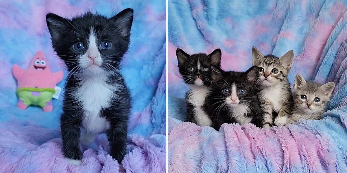 Matthew Lawrence and Jennifer Ngo, The Kitten Foster, Atlanta, Georgia, Sponge, Bob, Square, Pants the Kittens, SpongeBob SquarePants, rescued kittens, bottle babies, neonates, Under the Sea, Patrick, Pineapple Under the Sea, weaning kittens