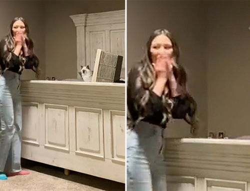 Cat Lover is Overcome with Emotions After the Purrfect Dream Proposal
