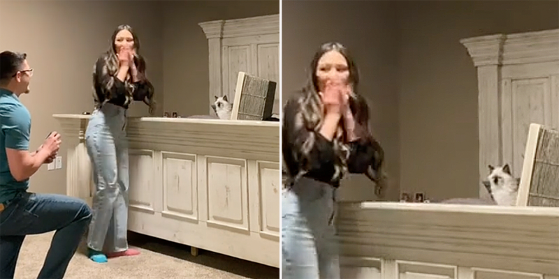 Cat Lover is Overcome with Emotions After the Purrfect Dream Proposal ...