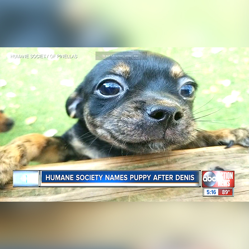 Denis Phillips, Jim Cantore and Al Roker, ABC Actions News Tampa, Purricane, Kitten named Dipper adopted from Humane Society of Tampa Bay, orange and white kitten, Tampa-area Chief Meteorologist, chihuahua puppy from Humane Society of Pinellas County 