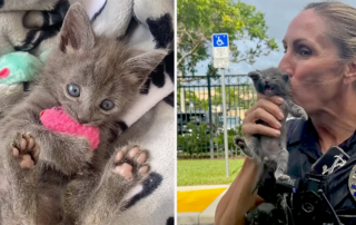 Ace Aventura, Aventura, Florida, Officer Gretchen Byrne, Coral Springs, gray fluffy kitten saved by police, Pet Detective, Cat Cop, kitten rescue, BKA Kitten Academy, foster kitten, funny kittens, wild and silly kittens